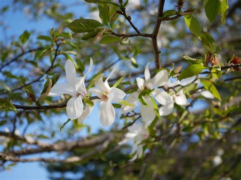 花樹種類|花木とは？図鑑情報やガーデニングにおすすめの種類。